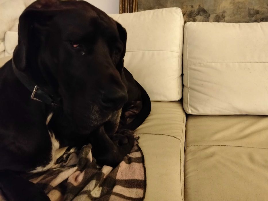 cruxar Cadela GrandAnois Preta com um Dogue Alemão