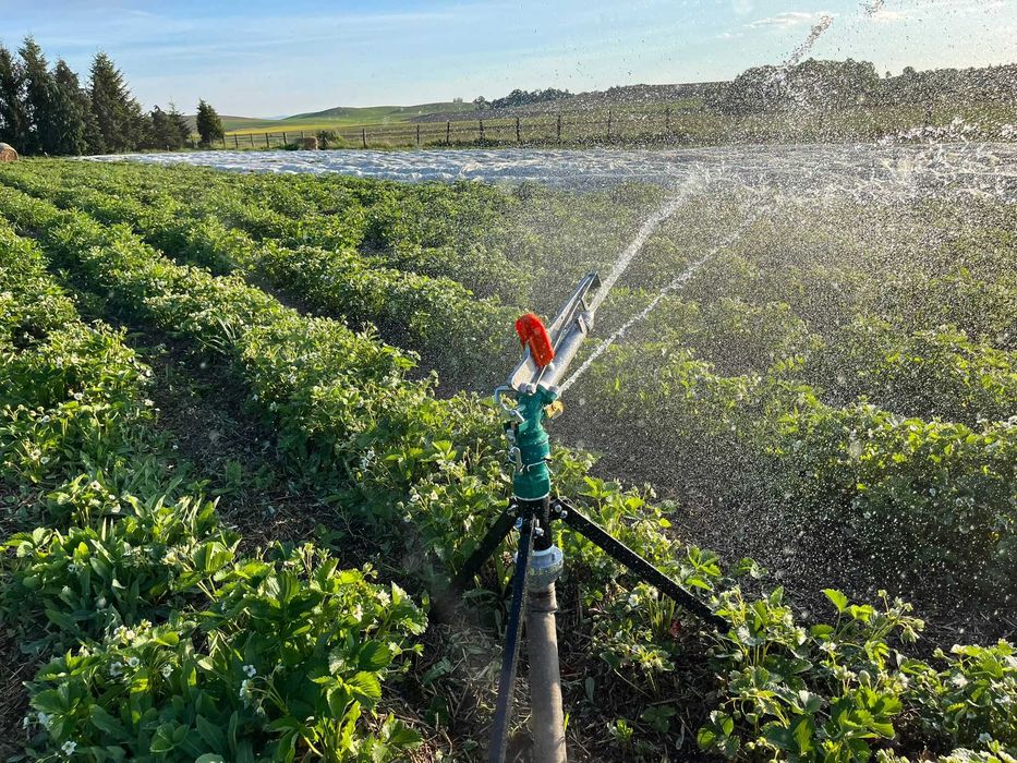 Zraszacz działko pulsacyjne deszczownia promień 28-35m Fa. Vat