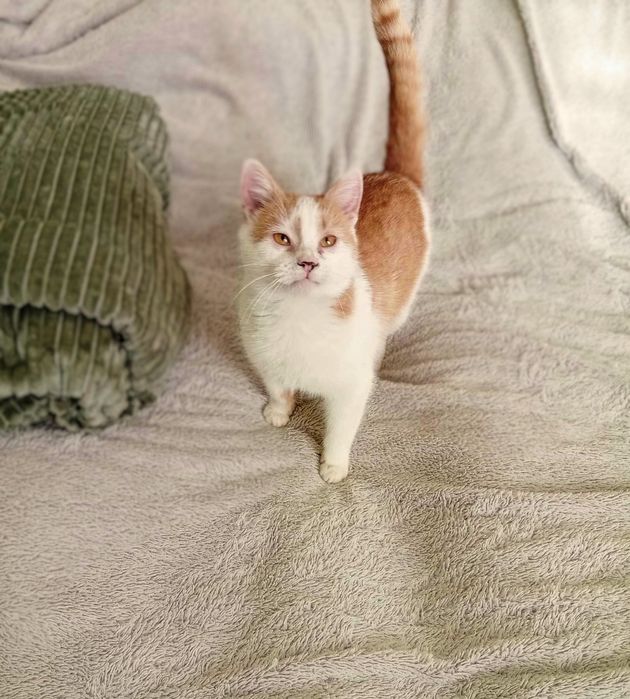 Котик муркотик шукає родину