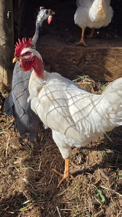 Galo Raça Galinha Branca Portuguesa