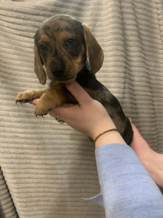 Цуценята Такси стандарт