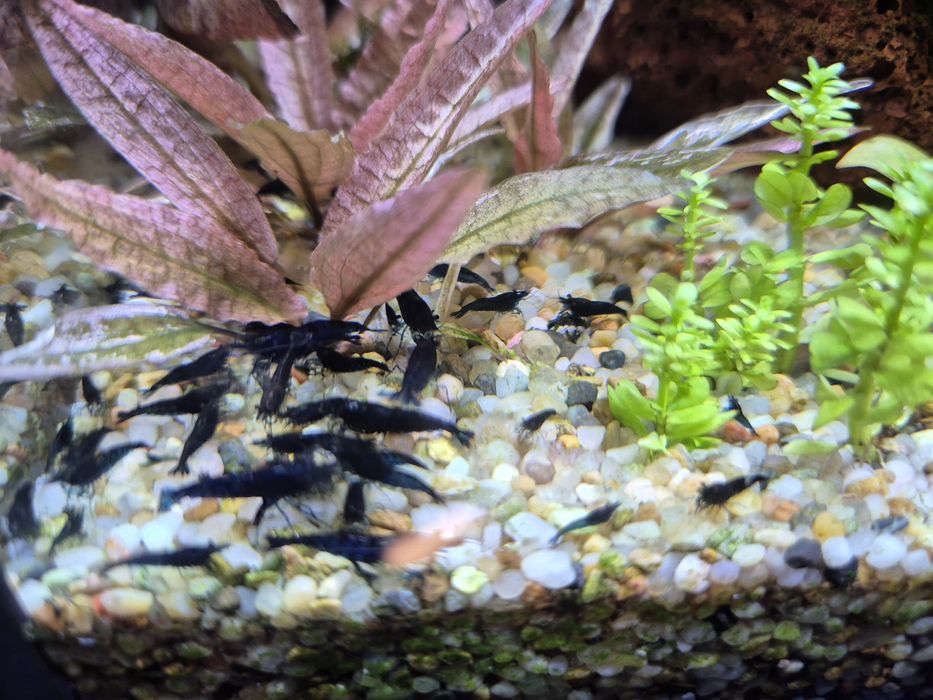 Krewetkarium 30x20x20cm z życiem i osprzętem małe akwarium