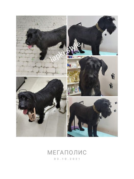 Груминг собак и кошек