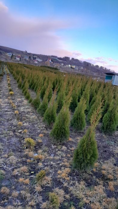 Рослини туї брабант