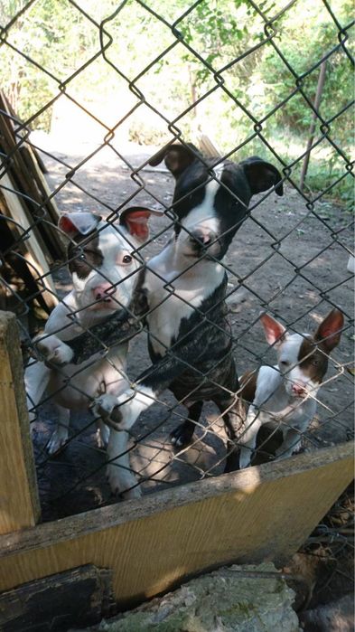 Продаж пітбульчиків