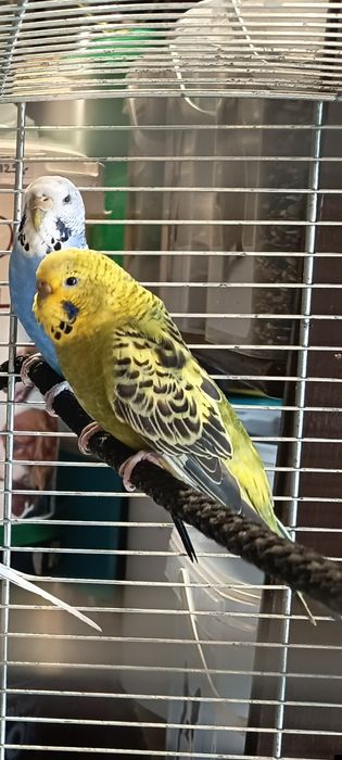 Papugi faliste- parki i różne kolory