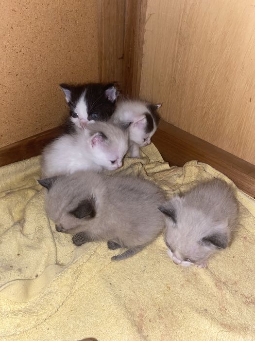 Gatinhos para adotar