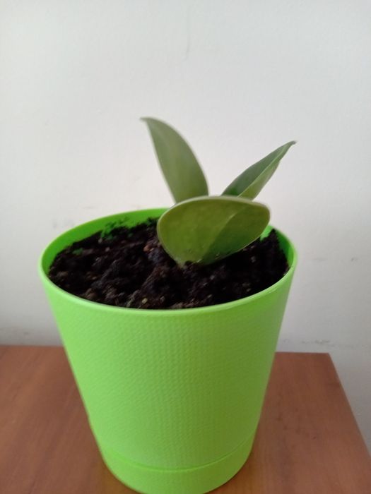 Пеперомія туполиста