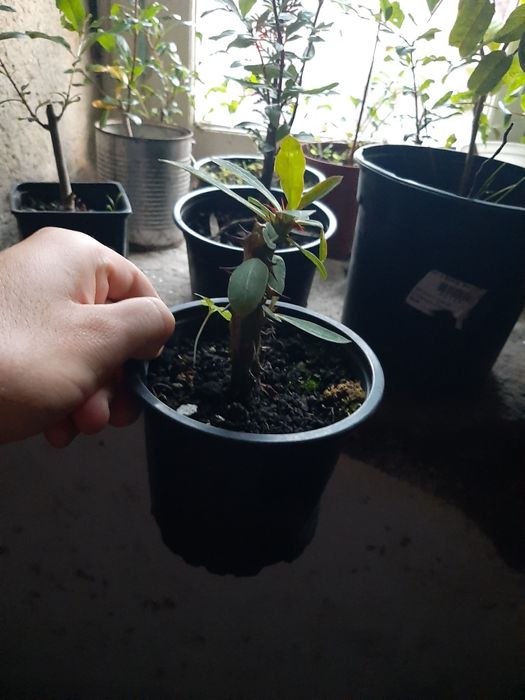 Coroa de cristo Euphorbia milli