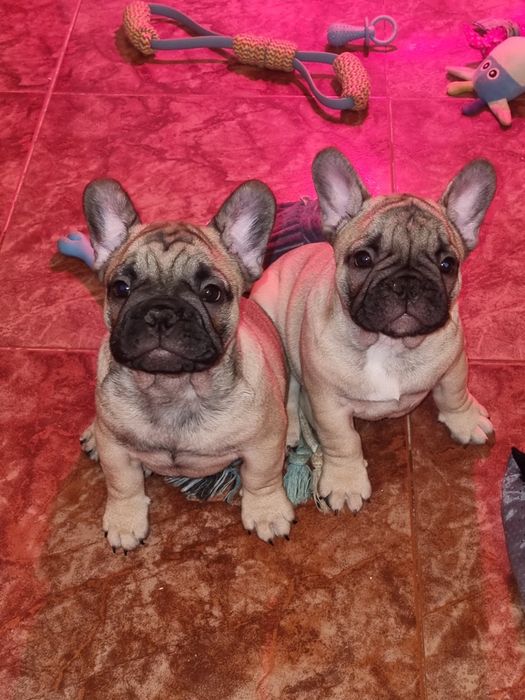 Bulldog Francês Descendente Campeões do Mundo