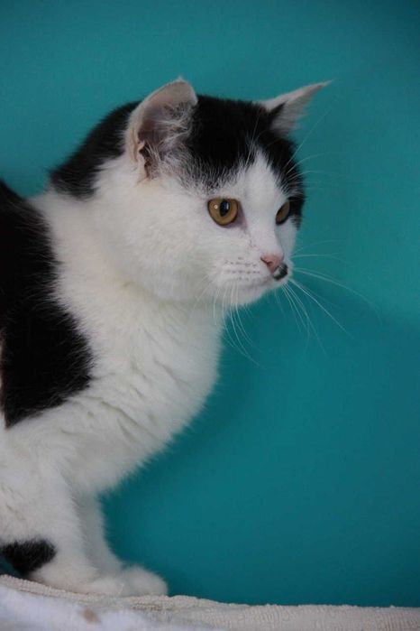 Киця Еріка, 8 місяців