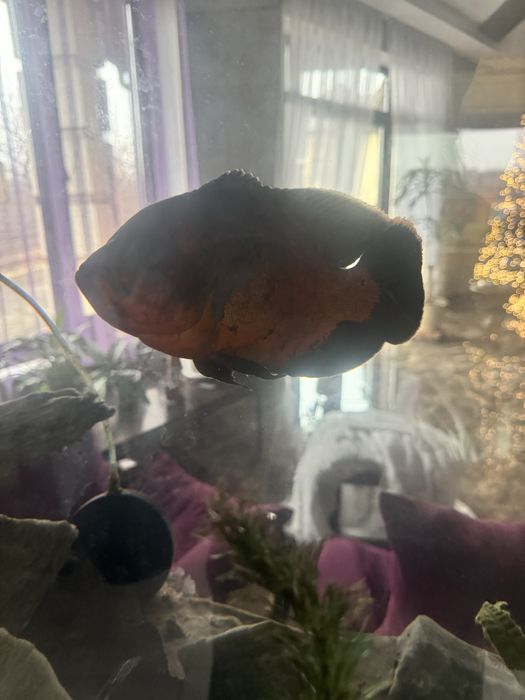 Астронотус акваріумна рибка