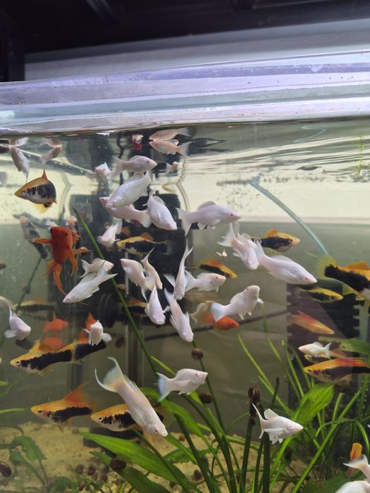 Molinezje białe White Platyna albinos