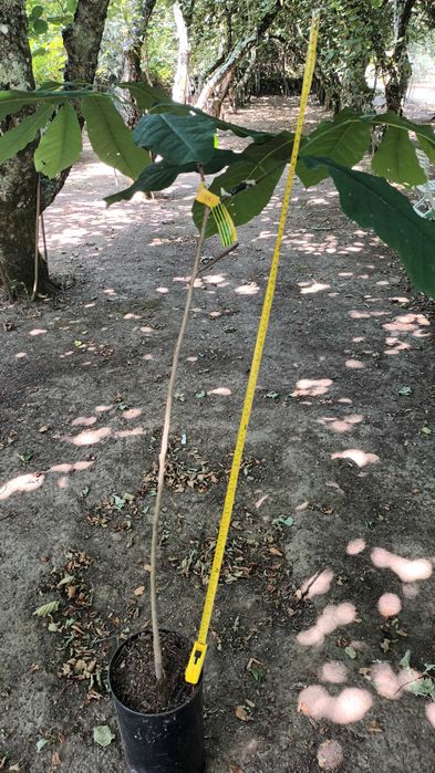 Paw Paw (Asimina Triloba) – Única árvore tropical que resiste ao Frio