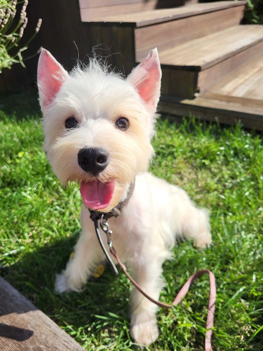 Цуценя West Highland White Terrier/ Вест Хайленд Уайт Терр'єр