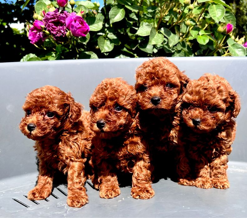 Цуцунята той пуделя.