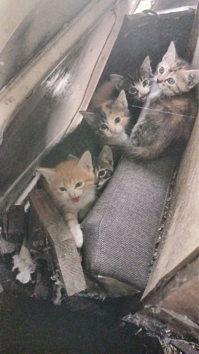 Кошенята в добрі руки, Терміново