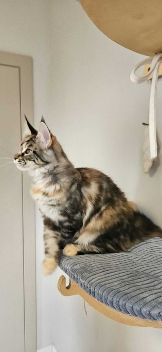 Kotka Maine Coon  miot "K" KARLA