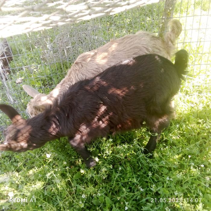 Продам козенят 3 місячних