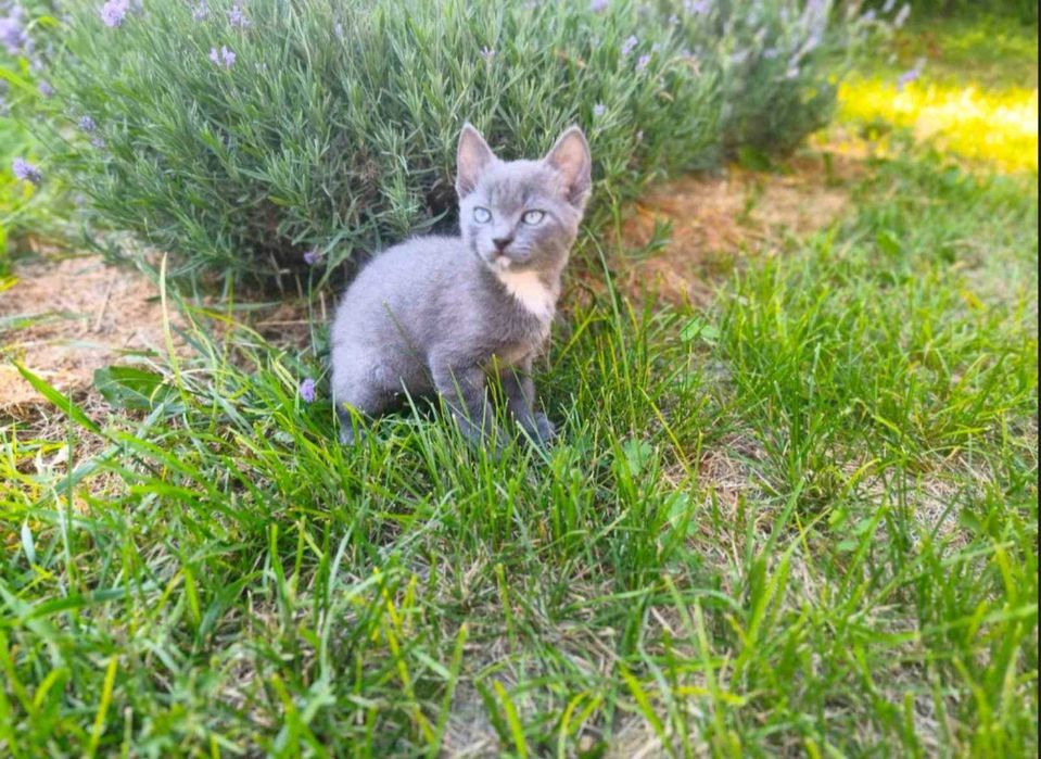 Кошенята шукають люблячу родину