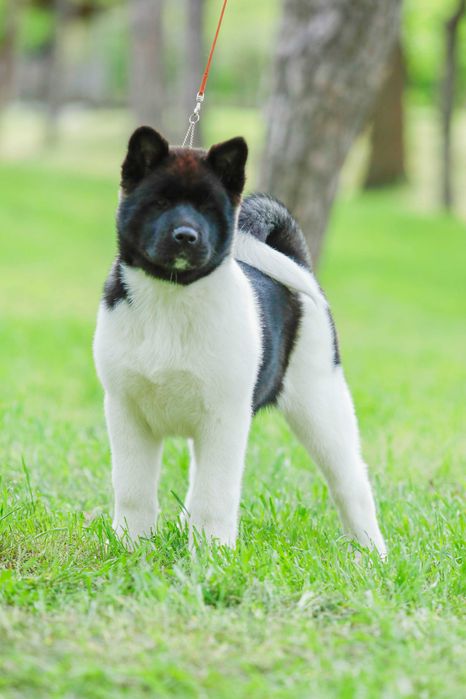 Неймовірна дівчинка