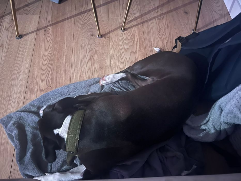 Ammerican Staffordshire Terrier