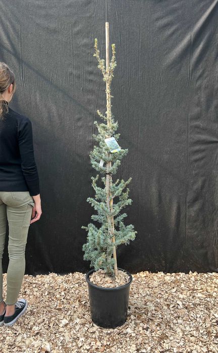 Cedr atlaski - Cedrus atlantica 'Glauca' HURT / DETAL