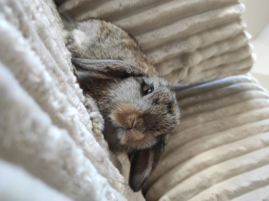 Króliczek Mini Lop Czysta Rasa z Wyprawką