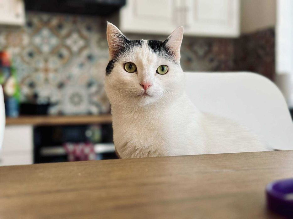 PILNE - DT lub dom stały dla Bożenki