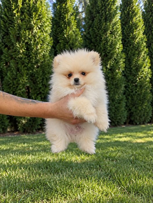 Pomeranian chłopak mini