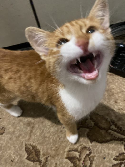 Кот мальчик