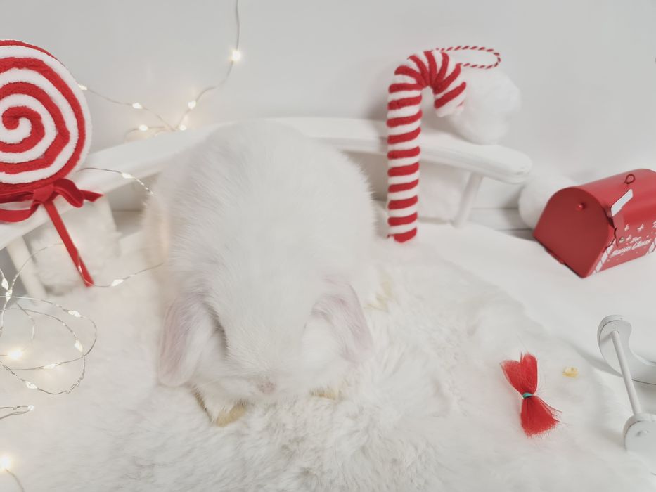 Mini lop królik króliczek miniaturka hodowla transport