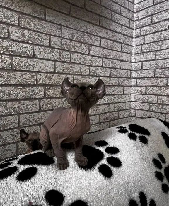 Канадский сфинкс котята