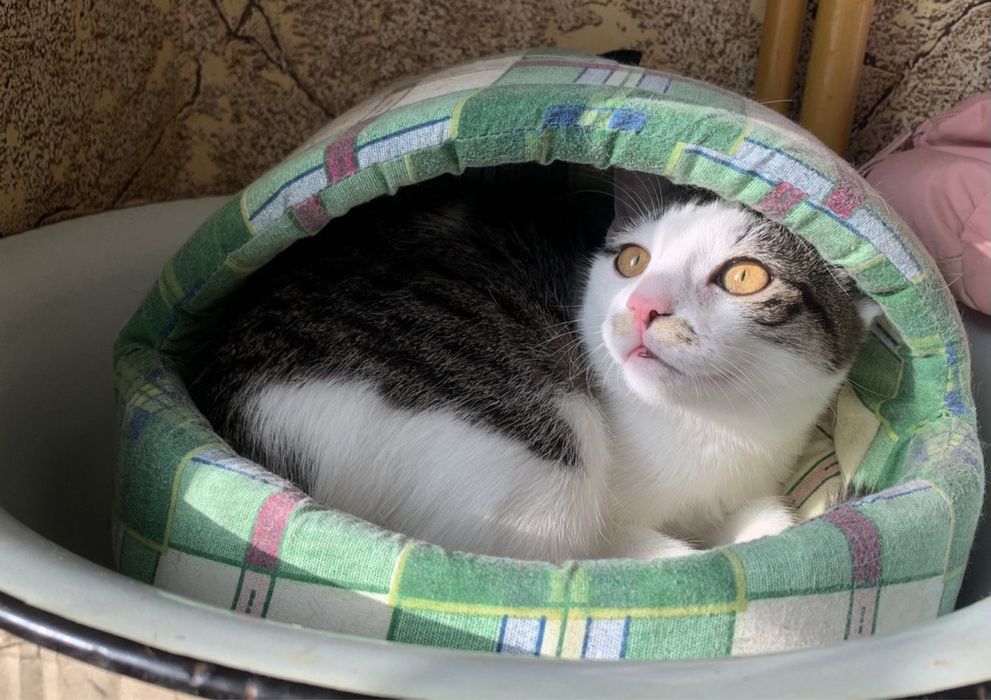 Кошенята британські прямовухі метиси в добрі руки котята британские