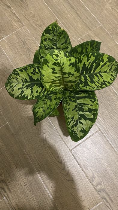 Хомаломена / Homalomena