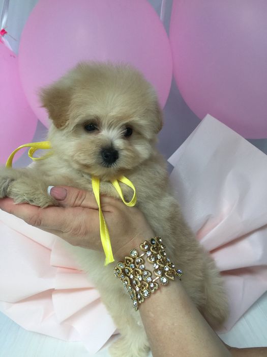 Наймиліші Помапу  експортний рівень якості!