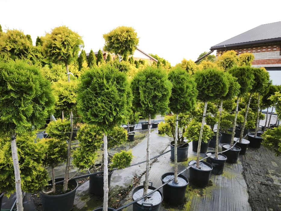 Bonsai tuja szmaragd formowana w kulę