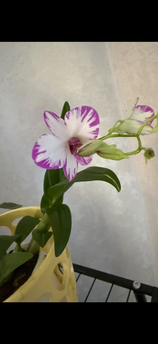 Дітка довго квітне яскрава середня пересилка 250 грн