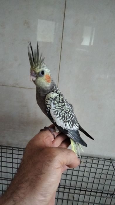 Caturra e agapornis criados á mão