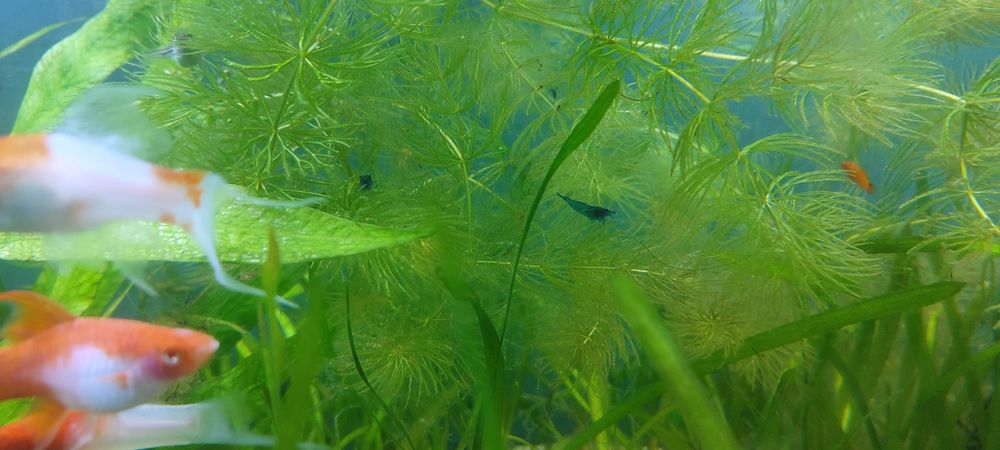 Neocaridina Blue Velvet