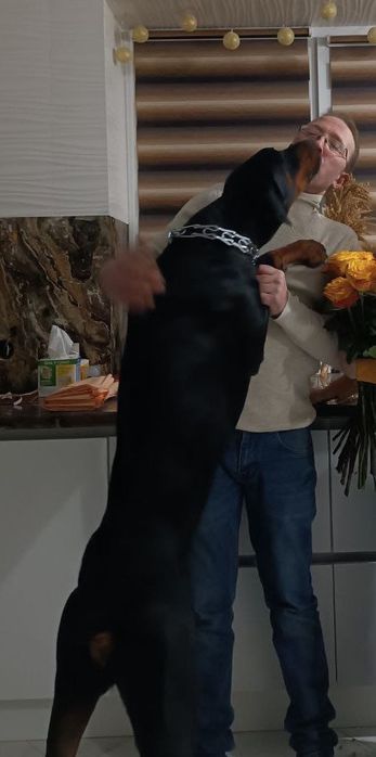 Кобеля добермана для в'язки