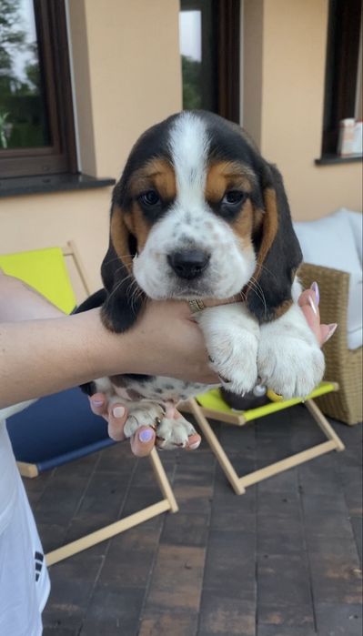 Beagle Tricolor przecudnej urody z rodowodem!!