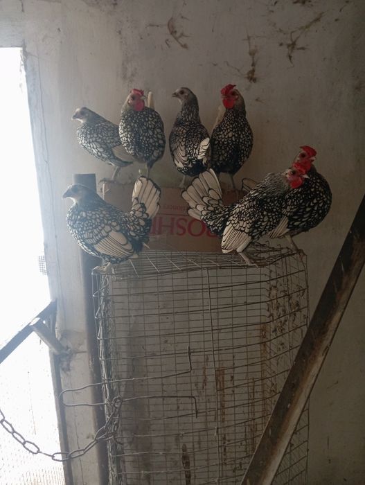 Кури породи сібрайт срібло.