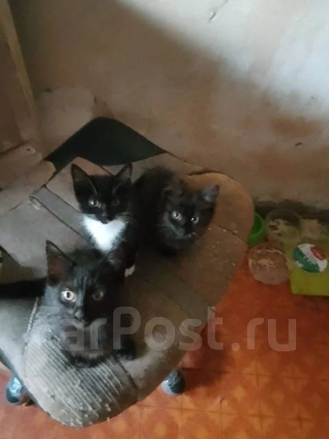 Кошенята 1,5 місяці