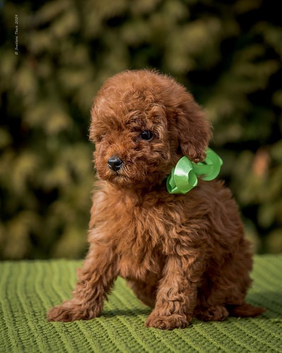 Хлопчики той пуделя