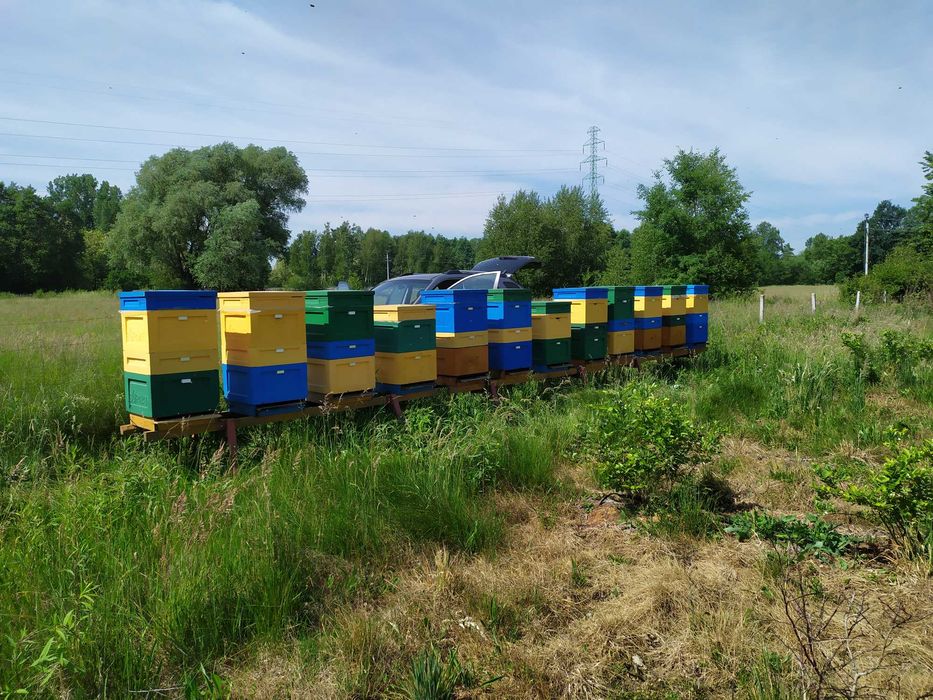 Miód Pszczeli - Naturalny i Prawdziwy !!