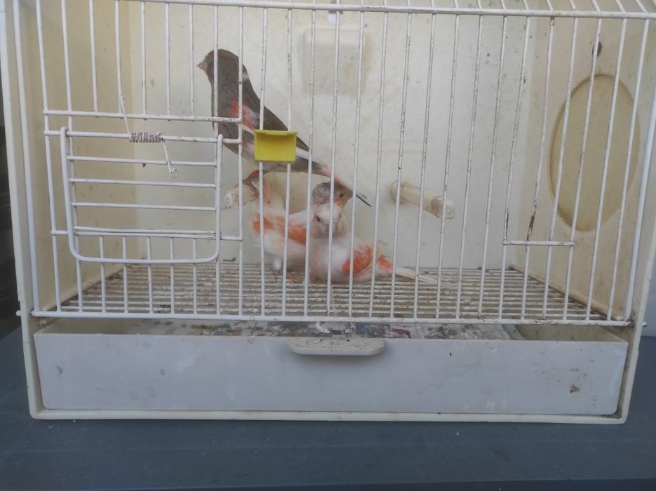 Fêmeas arlequim português