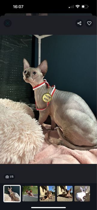 Sfinks kanadyjski płatna adopcja