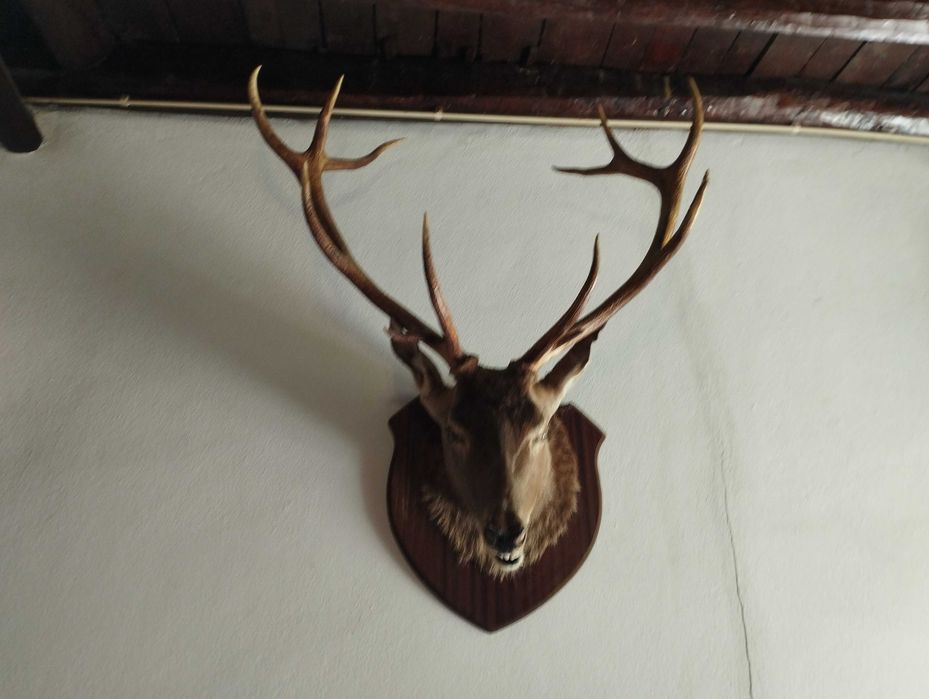 Cabeça de Veado decorativa