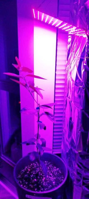 Фітолампа LED 220W 169LED полний спектр для рослин